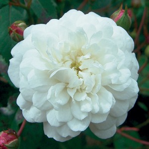 LITTLE WHITE PET (Patio Shrub)